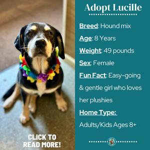 Lucille, Hound, senior, available for adoption