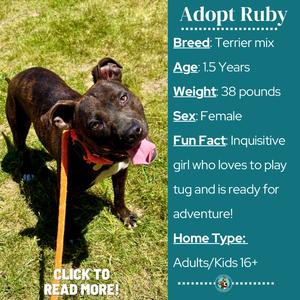 A black dog with a pink tongue sticking out, wearing a red collar, standing on grass with a leash. The text on the image provides information about adopting a dog named Ruby, including her breed, age, weight, sex, and fun facts. The image also mentions that Ruby is a Terrier mix, 15 years old, weighs 38 pounds, is female, and loves to play tug and is ready for adventure. It specifies that Ruby is suitable for adults/kids 16+.