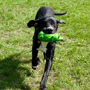Goose, Great Dane, young, available for adoption