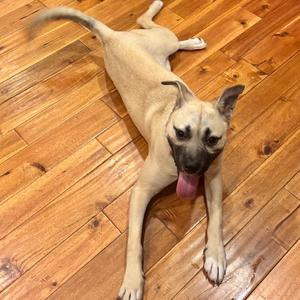 A light-colored dog lying on a wooden floor with its tongue out.