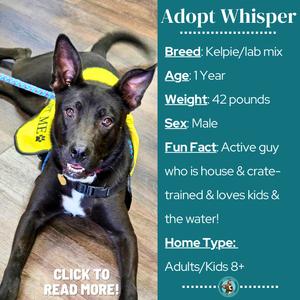 A black dog with a white chest and yellow ears, wearing a yellow vest, sitting on a wooden floor. The dog has a blue leash and a black collar with a gold tag. The text on the image reads "Adopt Whisper" and provides information about the dog's breed, age, weight, sex, fun facts, and home type. The dog is looking directly at the camera with its mouth slightly open, showing its teeth. The background is a wooden floor with a blue leash visible behind the dog.