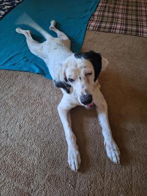 Glenda, English Setter, adult, available for adoption