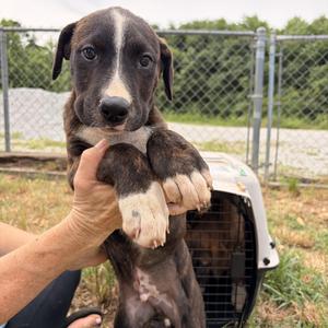 Breaker, Black Mouth Cur, young, available for adoption