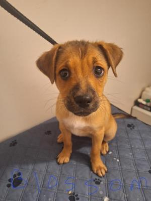 Blossom, Brittany Spaniel, puppy, available for adoption