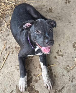 A black and white dog with a purple collar is lying on the ground, looking up with its mouth open and tongue out.