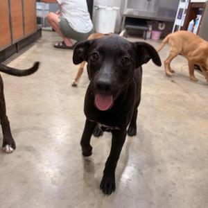 Dixie, Black Labrador Retriever, puppy, available for adoption