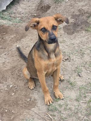 A brown and black puppy sitting on the ground, looking directly at the camera.