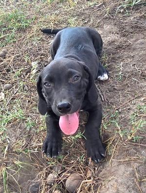 A black puppy with its tongue out, sitting on the ground.
