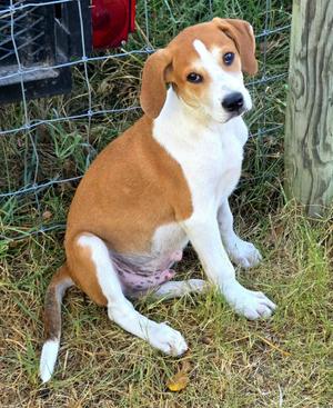 Flapjack, Beagle, puppy, available for adoption