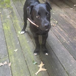 A black dog with white paws standing on a wooden deck.