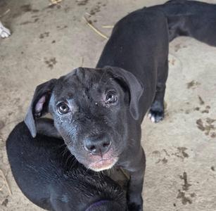 A black puppy with big, expressive eyes and floppy ears is sitting on a concrete floor, looking up at the camera. The puppy's fur is shiny and smooth, and its nose is slightly wet. The background is a plain, dusty concrete surface with some scattered debris.