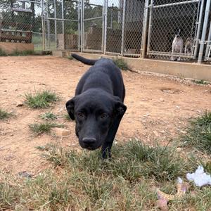 Ebony, Black Labrador Retriever, young, available for adoption