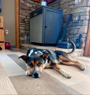Foo, Treeing Walker Coonhound / Australian Cattle Dog / Blue Heeler, adult, available for adoption