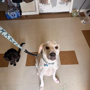 Boone, Labrador Retriever, young, available for adoption