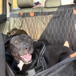 Dolly, Black Labrador Retriever, young, available for adoption