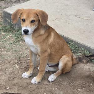 A brown and white dog sitting on the ground