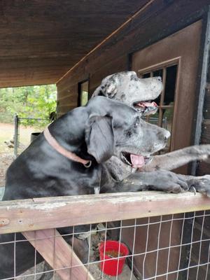 Bentley & Belle, Great Dane, senior, available for adoption