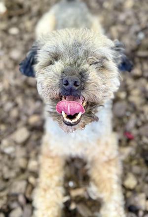 A fluffy dog with a shaggy coat is looking up at the camera with its tongue out, standing on a gravel surface.