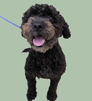 A black, curly-haired dog with a happy expression, wearing a blue leash, standing against a light green background.