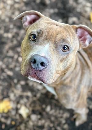 A close-up of a brown and white dog with large, expressive eyes looking up at the camera.