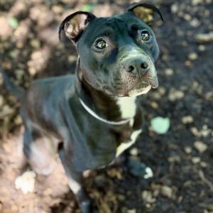 Rex- 53357, Pit Bull Terrier / Labrador Retriever, young, available for adoption