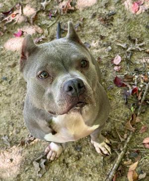 a gray and white dog looking up at the camera