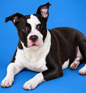 King- 53551, American Bully, adult, available for adoption