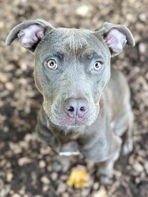 A close-up of a gray pit bull puppy with bright blue eyes, looking up at the camera. The puppy has a short coat and floppy ears, standing on a ground covered with leaves.