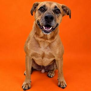 A brown dog with floppy ears sitting on an orange background