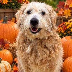 Kal El- 53961, Goldendoodle, senior, available for adoption
