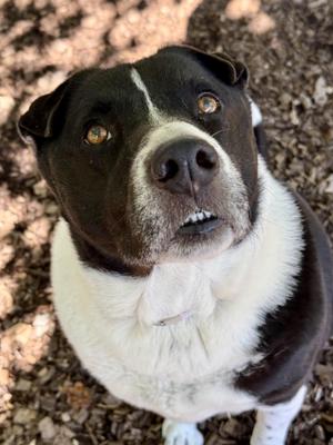 Reuben- 54278, Mixed Breed, senior, available for adoption