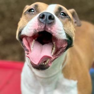 Dutchess- 53965, Pit Bull Terrier, adult, available for adoption