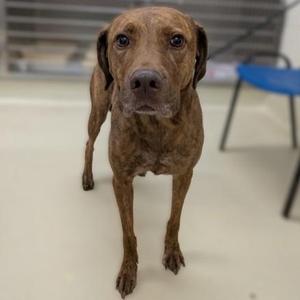 A brown brindle dog standing on a white floor, looking directly at the camera.