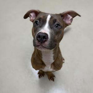 A brown and white dog with a white stripe on its face, looking up at the camera.