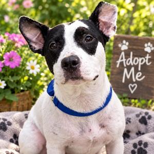 Tiara- 53241, Pit Bull Terrier, young, available for adoption