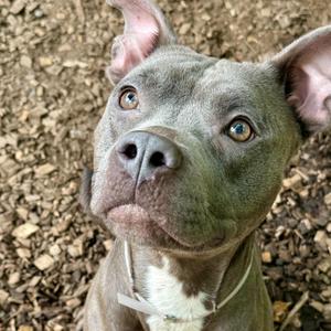 Bison- 53674, Pit Bull Terrier, adult, available for adoption