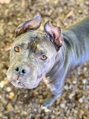 A gray dog with pointed ears and brown eyes looking up at the camera.