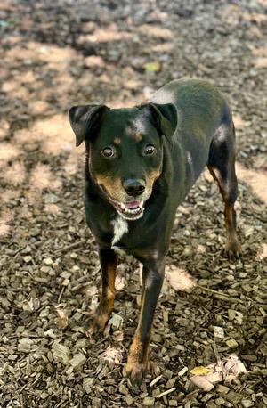 Monkey- 54277, Doberman Pinscher, senior, available for adoption