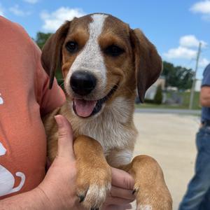 Camila, Mixed Breed (Large), puppy, available for adoption
