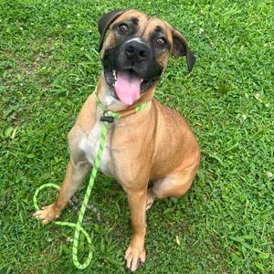 Elide, Mixed Breed (Large), adult, available for adoption