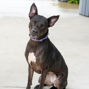 Coogie, Mixed Breed (Medium), adult, available for adoption