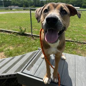 Carl, Terrier, Pit Bull, adult, available for adoption