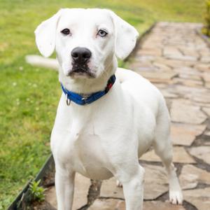 Harlow Graham, Mixed Breed (Medium), adult, available for adoption