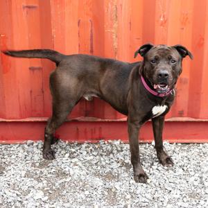 Crunchwrap Supreme, Mixed Breed (Large), adult, available for adoption