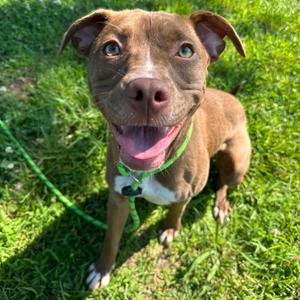 Lettie, Terrier, Pit Bull, available for adoption