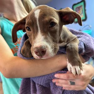 Julian, Mixed Breed (Large), puppy, available for adoption