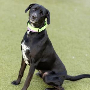 Barnaby, Mixed Breed (Medium), adult, available for adoption