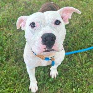 Arya, Mixed Breed (Medium), adult, available for adoption