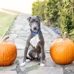 Chester, Mixed Breed (Medium), adult, available for adoption