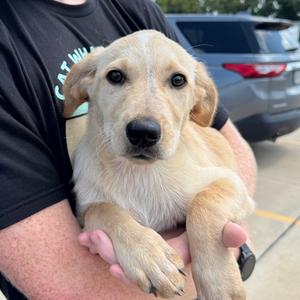 Lauren, Mixed Breed (Large), puppy, available for adoption